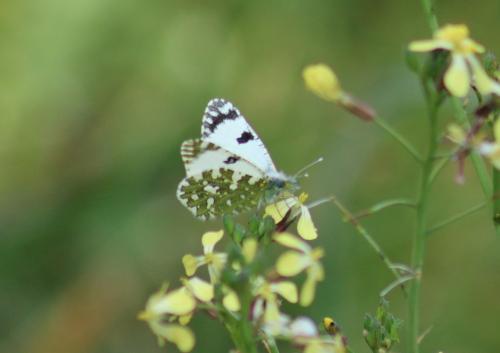 Réf. 318 768 : Euchloe crameri