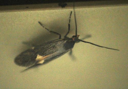 Esperia sulphurella