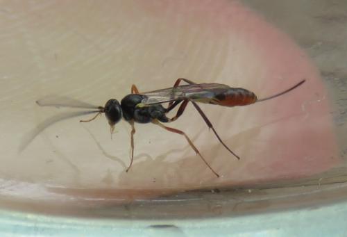 Réf. 318 111 : Campopleginae inconnu