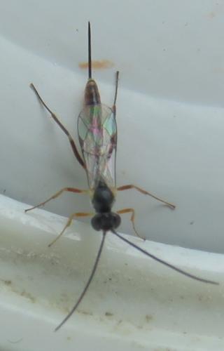 Réf. 318 112 : Campopleginae inconnu