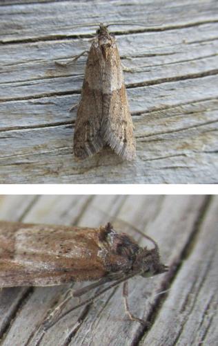 Réf. 318 042 : Tortricodes alternella