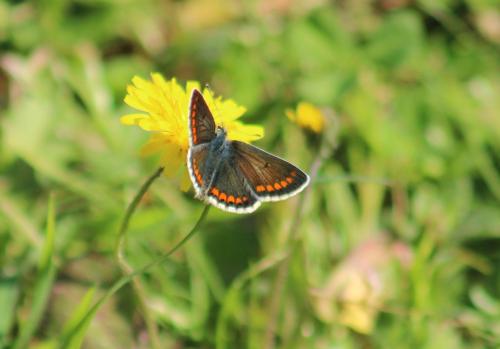 Réf. 318 829 : Aricia agestis