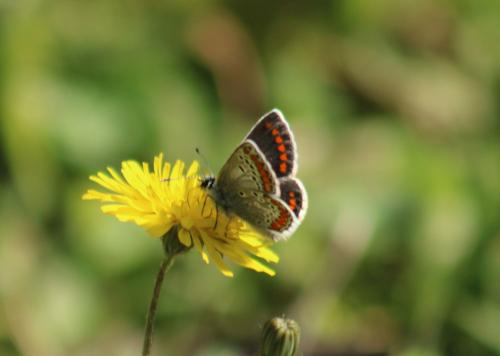 Réf. 318 828 : Aricia agestis