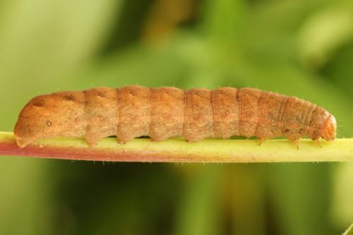 Papestra biren