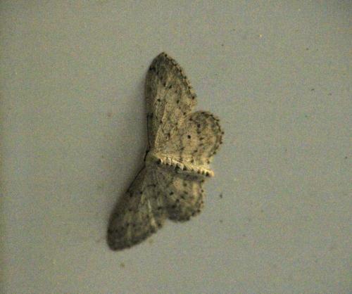 Idaea seriata