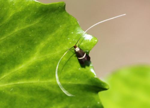 Adela australis