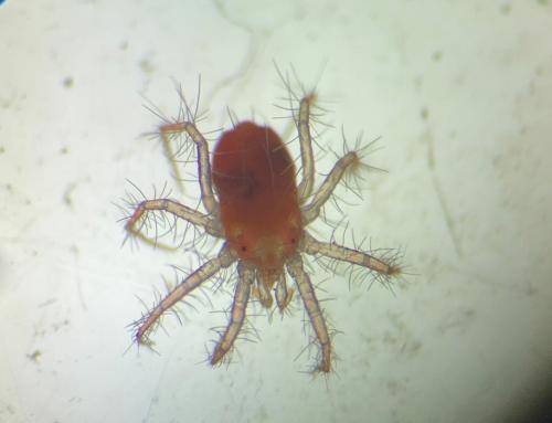 Erythracarus epigeus