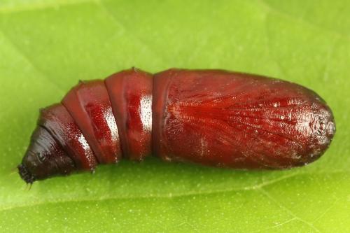 Papestra biren