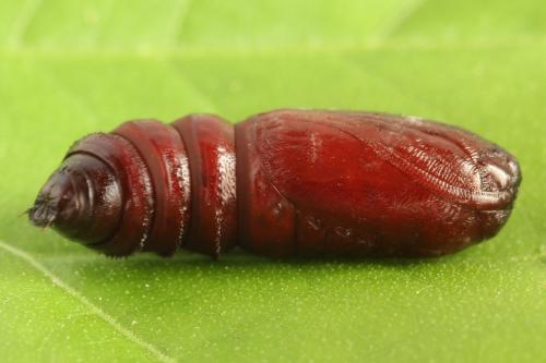 Papestra biren