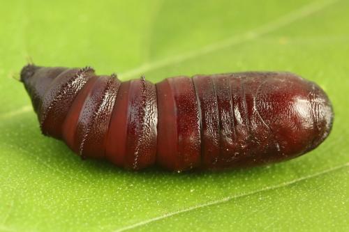 Papestra biren