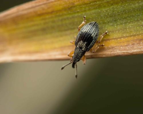 Réf. 318 247 : Apioninae inconnu