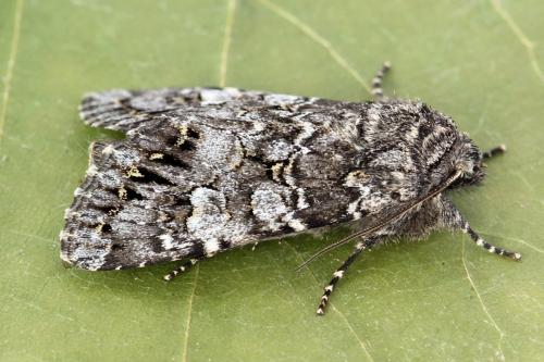 Papestra biren