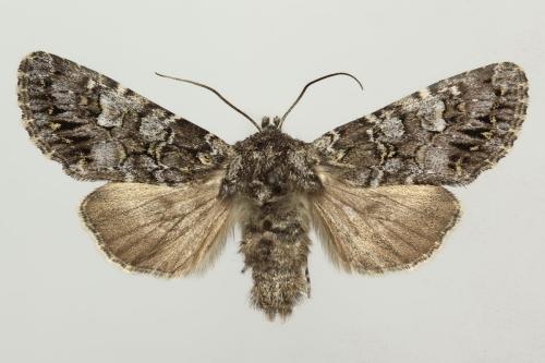 Papestra biren