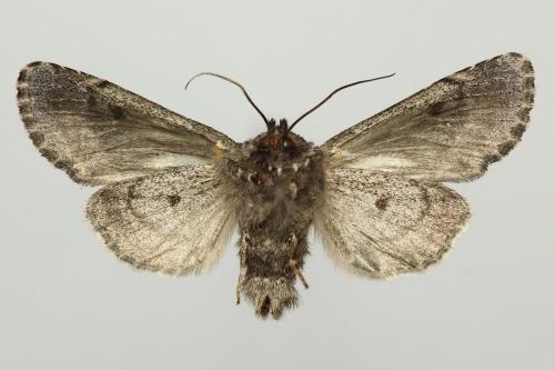 Réf. 318 732 : Papestra biren