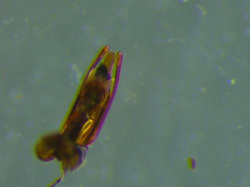 Réf. 318 997 : Choleva angustata