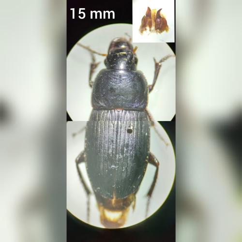 Réf. 318 063 : Harpalus dimidiatus