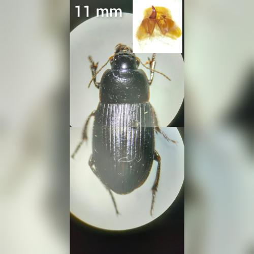 Réf. 318 064 : Harpalus serripes