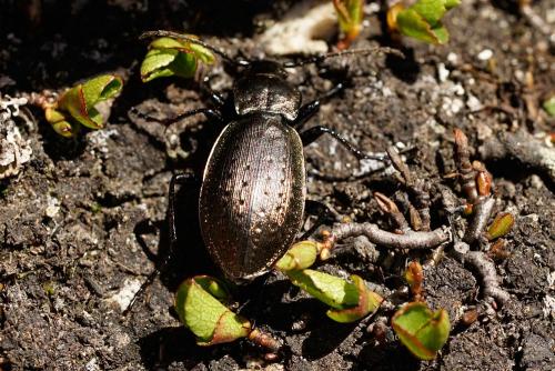 Réf. 318 176 : Carabus fairmairei