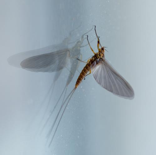 Réf. 318 886 : Baetinae inconnu