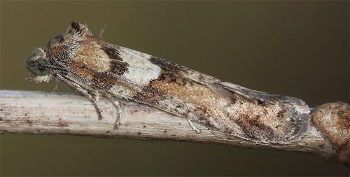 Réf. 318 131 : Tortricodes alternella
