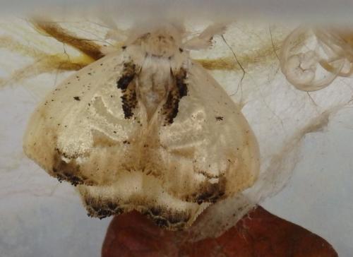 Minacraga sp.