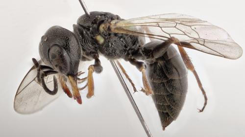 Diodontus minutus