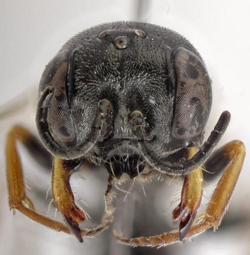 Diodontus minutus