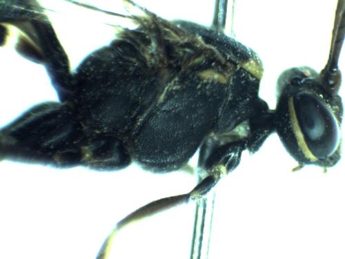 Rynchobanchus flavopictus