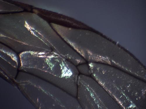 Rynchobanchus flavopictus