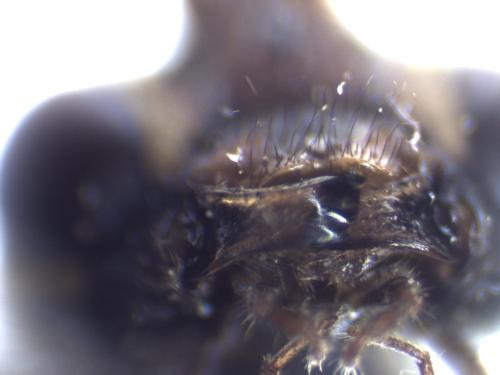 Rynchobanchus flavopictus