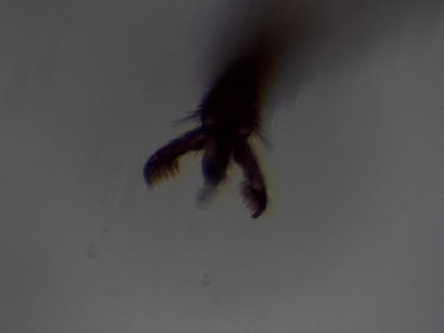 Rynchobanchus flavopictus