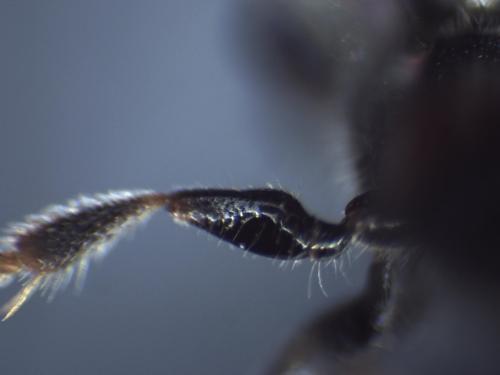 Réf. 318 648 : Sphecodes sp.
