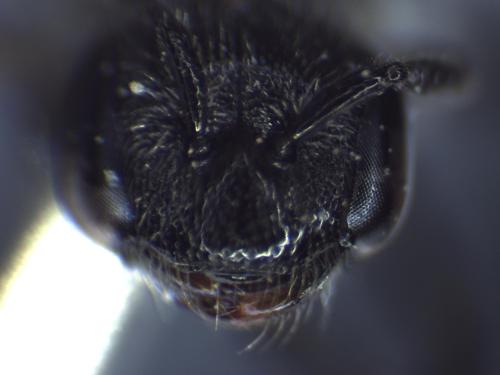 Sphecodes sp.