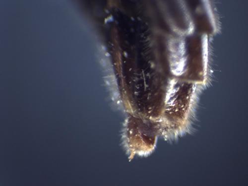 Rynchobanchus flavopictus