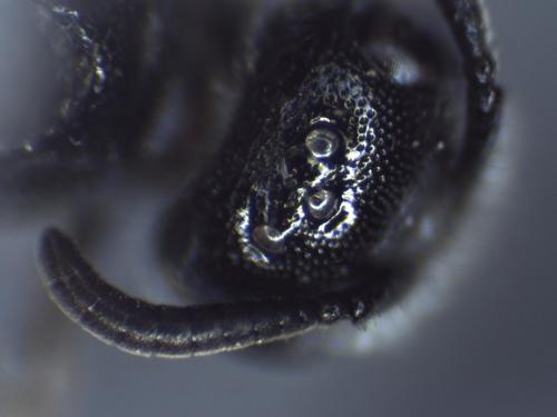 Réf. 318 649 : Sphecodes sp.