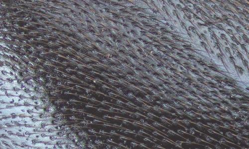 Ocypus chevrolatii