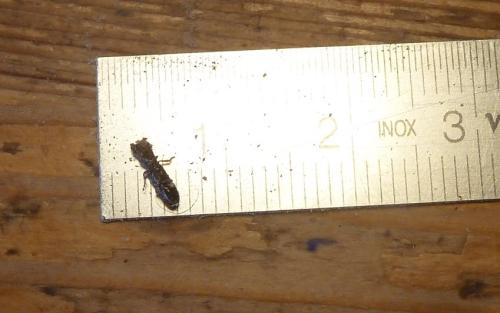 Nemozoma sp.