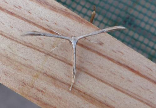 Réf. 318 358 : Emmelina monodactyla