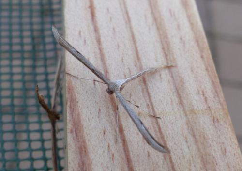 Réf. 318 359 : Emmelina monodactyla