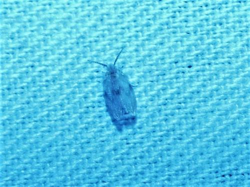 Psychoda sp.
