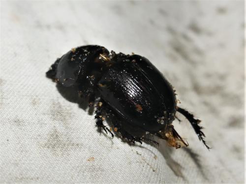 Geotrupes mutator