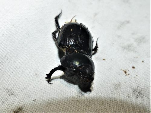 Geotrupes mutator