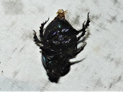 Geotrupes mutator