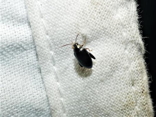 Réf. 318 409 : Psylliodes sp.