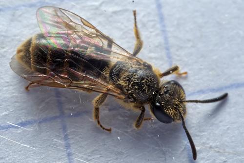 Lasioglossum (albipes-calceatum)