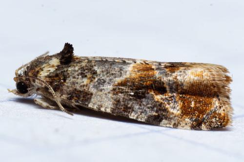 Réf. 318 336 : Lobesia reliquana