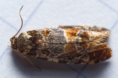 Réf. 318 337 : Lobesia reliquana
