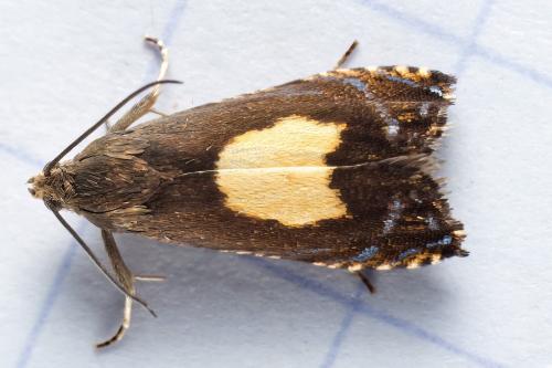 Réf. 318 272 : Pammene regiana