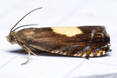 Réf. 318 273 : Pammene regiana
