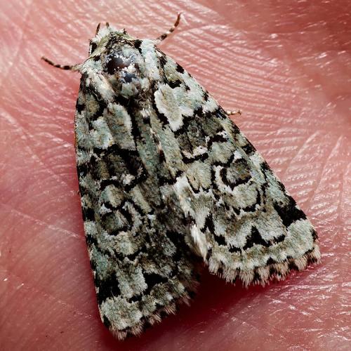 Réf. 318 134 : Nyctobrya muralis